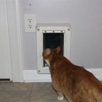 Installing A Cat Door For Your Interior Wall