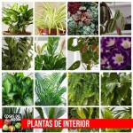 The Best Houseplant Names – Nombres De Plantas De Interiores